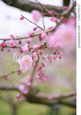 Close-up of a red plum blossom (taken with an old lens) 139378317