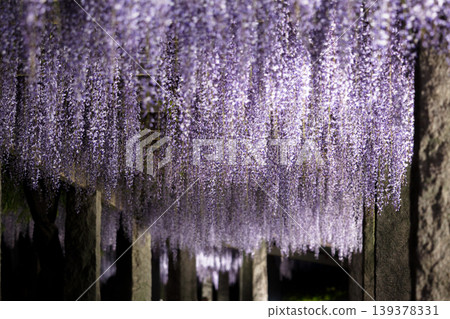 The wisteria trellis on the hill where wisteria blooms, illuminated at night. The wisteria trellis on the hill where wisteria blooms, illuminated at night. 139378331