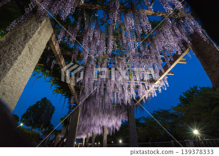 山坡上紫藤花架,夜晚燈光璀璨,紫藤花盛開。 山坡上紫藤花架,夜晚燈光璀璨,紫藤花盛開。 139378333