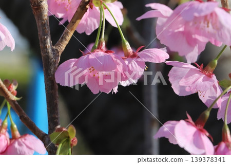 Pink Taiwan cherry blossoms blooming in the park in early spring 139378341