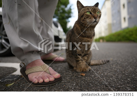 Petticoat cat in the parking lot Petticoat cat in the parking lot 139378351