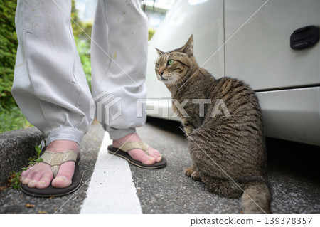 Petticoat cat in the parking lot Petticoat cat in the parking lot 139378357