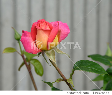 Marcescent scarlet yellow rose on grey striped background. Close up image of the flower Marcescent scarlet yellow rose on grey striped background. Close up image of the flower 139378443