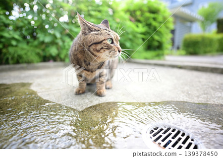 貓喝水 貓喝水 139378450