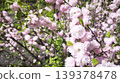 Blooming Prunus triloba Louiseania triloba with soft pink flowers in sunlight, decorative sakura, symbolizing spring, renewal, and delicate natural beauty. 139378478