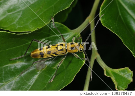 這種生物,這種昆蟲,黃虎甲蟲,名字裡有「虎」字,但它美麗的背部圖案看起來並不像老虎的。 這種生物,這種昆蟲,黃虎甲蟲,名字裡有「虎」字,但它美麗的背部圖案看起來並不像老虎的。 139378487