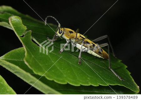生物,昆蟲:黃虎長角甲蟲,體長13-20毫米。背部呈黃色,腹部白色。 生物,昆蟲:黃虎長角甲蟲,體長13-20毫米。背部呈黃色,腹部白色。 139378489