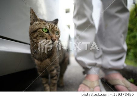 在停車場的襯裙貓 在停車場的襯裙貓 139378490