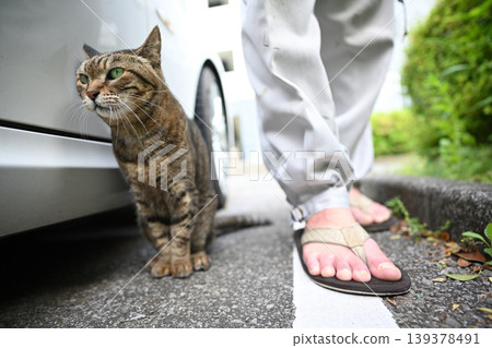 Petticoat cat in the parking lot Petticoat cat in the parking lot 139378491