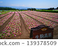 宮崎縣小林市生駒高原的花卉 139378509