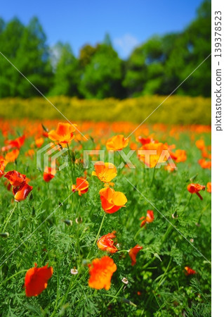 Flowers of Ikoma Plateau, Kobayashi City, Miyazaki Prefecture Flowers of Ikoma Plateau, Kobayashi City, Miyazaki Prefecture 139378523