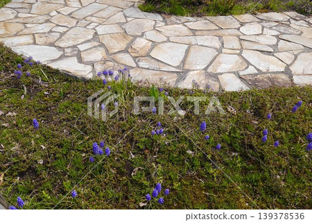 A garden combining muscari and tiles 139378536