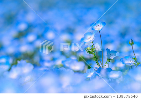 Close-up of nemophila flowers blooming in a flower field 139378540