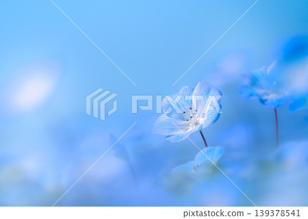 Close-up of nemophila flowers blooming in a flower field Close-up of nemophila flowers blooming in a flower field 139378541