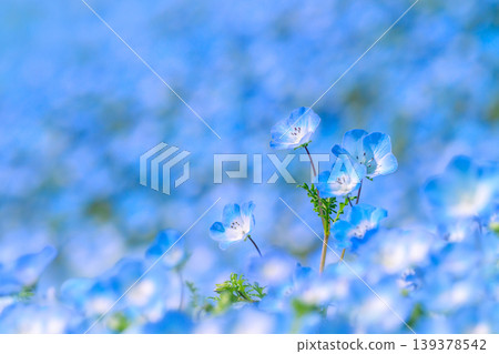 Close-up of nemophila flowers blooming in a flower field 139378542