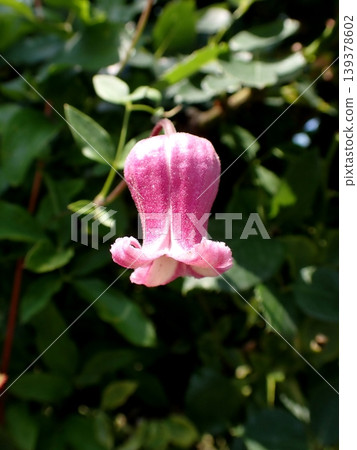 Clematis Bell Clematis Bell 139378602