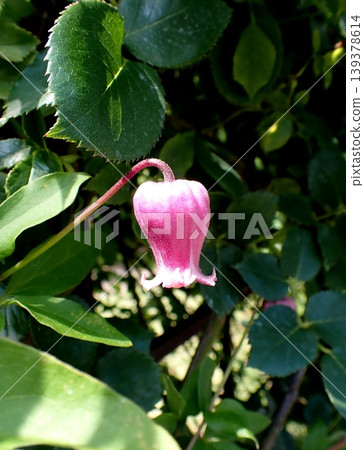 Clematis Bell Clematis Bell 139378614