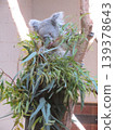 Koala 139378643