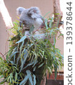 Koala 139378644