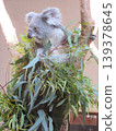 Koala 139378645