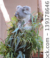 Koala 139378646