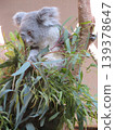 Koala 139378647