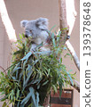 Koala 139378648