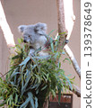 Koala 139378649