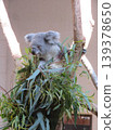 Koala 139378650