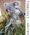 Koala 139378651