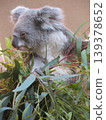 Koala 139378652