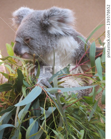 Koala 139378652