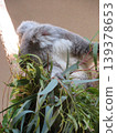 Koala 139378653