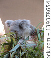 Koala 139378654