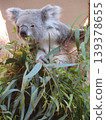 Koala 139378655