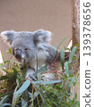 Koala 139378656