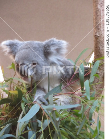 Koala 139378656