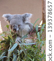 Koala 139378657