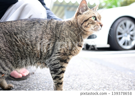 Petticoat cat in the parking lot 139378658