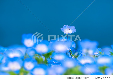 藍蝶花在蔚藍大海的映襯下競相綻放 藍蝶花在蔚藍大海的映襯下競相綻放 139378667