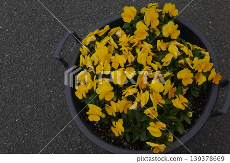 種植在大型花盆裡的三色堇 種植在大型花盆裡的三色堇 139378669