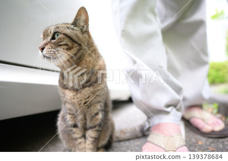 Petticoat cat in the parking lot Petticoat cat in the parking lot 139378684