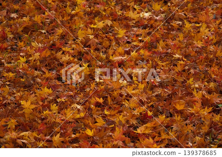 Fallen maple leaves on the ground Fallen maple leaves on the ground 139378685