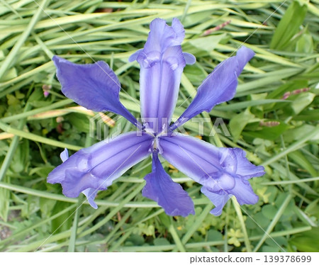 藍色虹膜 藍色虹膜 139378699