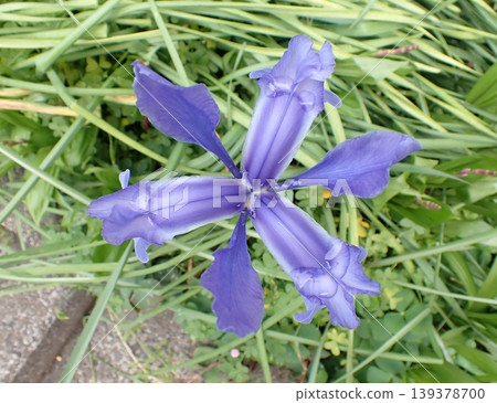 Blue iris Blue iris 139378700