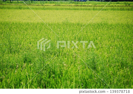 Rice plants growing lush and green in the early summer sunlight. Rice plants growing lush and green in the early summer sunlight. 139378718