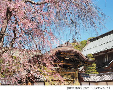 Kanagawa Prefecture, Kencho-ji Temple, Karamon Gate and Weeping Cherry Tree, April Kanagawa Prefecture, Kencho-ji Temple, Karamon Gate and Weeping Cherry Tree, April 139378931