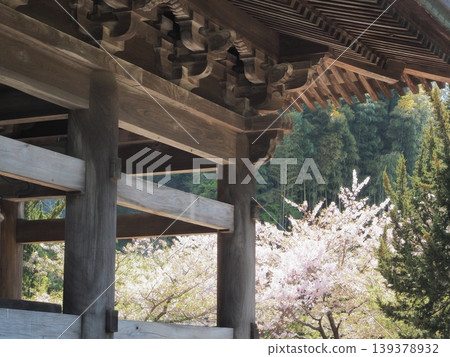 Kanagawa Prefecture, Kencho-ji Temple, Cherry blossoms seen from beyond the main gate, April 139378932