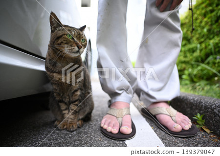 Petticoat cat in the parking lot Petticoat cat in the parking lot 139379047