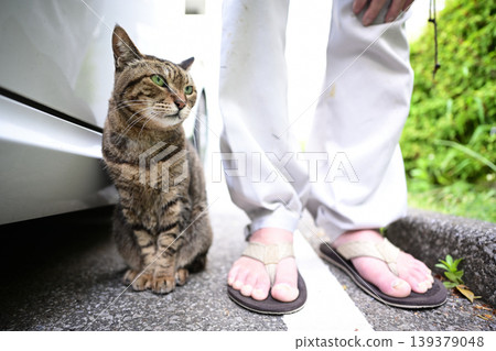 Petticoat cat in the parking lot Petticoat cat in the parking lot 139379048